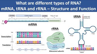 mRNA, tRNA and rRNA | Structure and Function | What are different types of RNA? | Biochemistry
