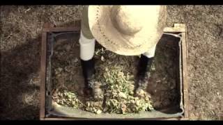 B-Meg Premium Hog - Breeder Tvc