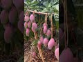 পিংক কালার আম – চোখ ধাঁধানো রঙ, অসাধারণ স্বাদ! 🥭 #fruit #garden #spxplants #reels #gardening