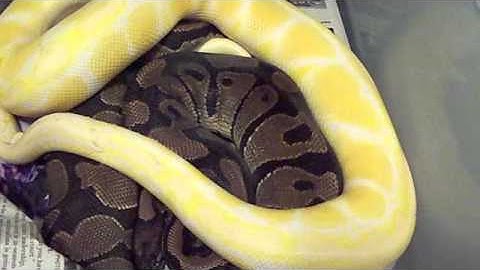 Ball Python Breeding Tips