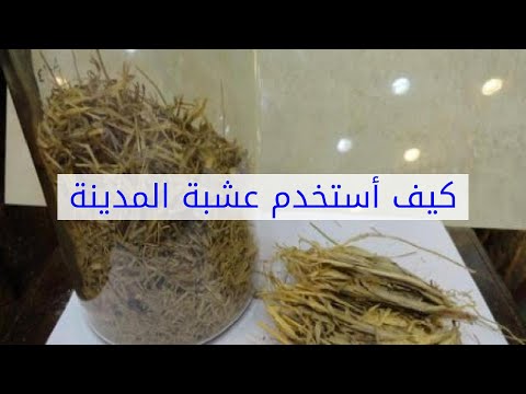 كيف أستخدم عشبة المدينة