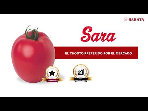 Vídeo: Tomates Assados da Sara