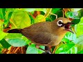 Suara Panggilan Pleci Betina Ampuh Untuk Memancing Bunyi Pleci Jantan Mp3 - Mp4 Download