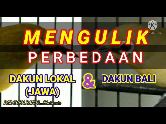 MENGULIK Perbedaan PLECI Dakun Lokal (Jawa-Malang) dan Dakun Bali class=