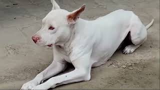 My Dog |  Doglover | Doglife| Funny dogs | Bull terrier dog | Dogtraining | Cute dogs |