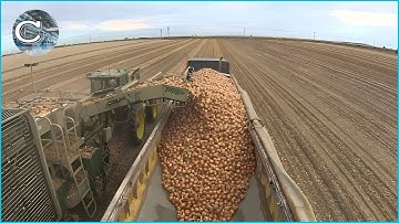 Modern Onion Farming Technology: How to Process TONS of Onions in Factory