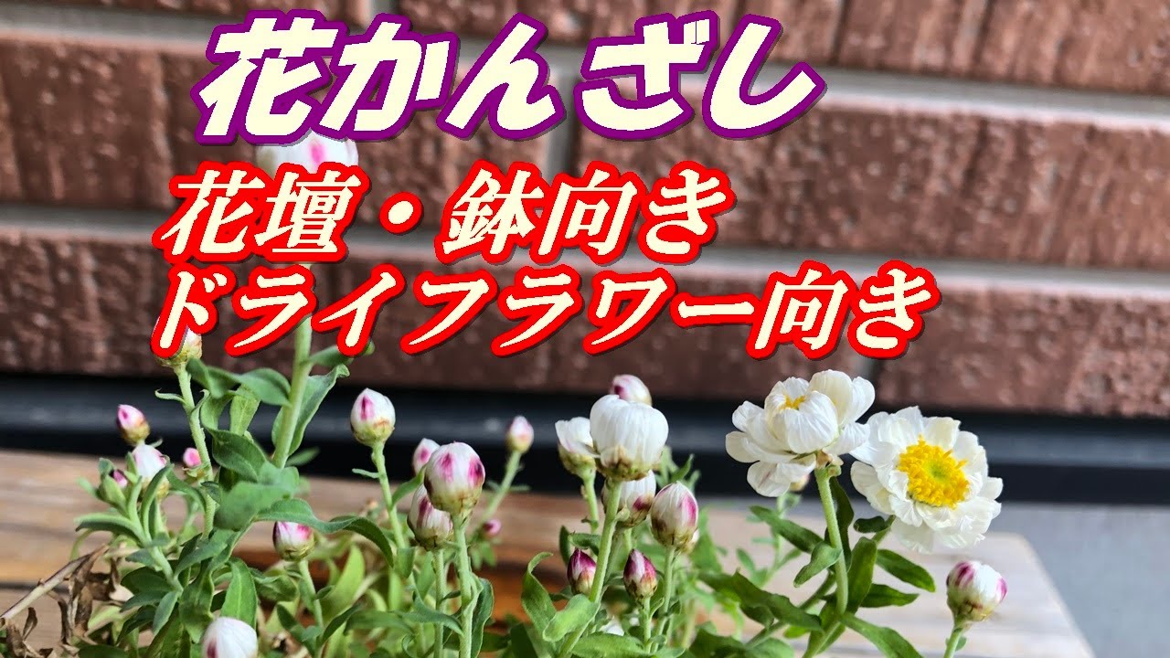 花 花かんざしの育て方 植え付け Youtube