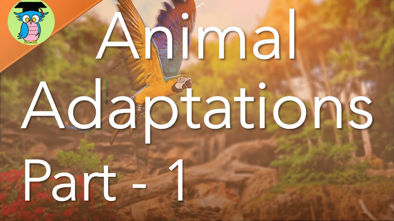 Adaptations in Animals (Part 1) - YouTube