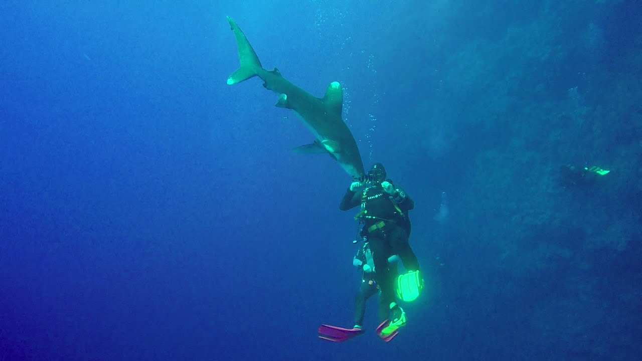 Tauchsafari Rotes Meer Nord Brothers Wracktour Haitauchen Wracktauchen Longimanus