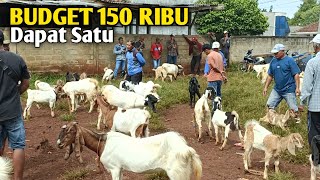 Download Lagu Harga Kambing Hari ini Bikin Tertawa  MP3