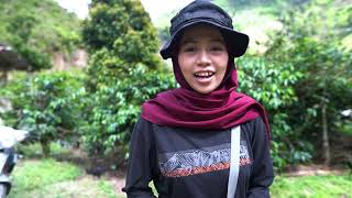 Latimojong Kopi Sang legendaris Arabika Kalosi Enrekang