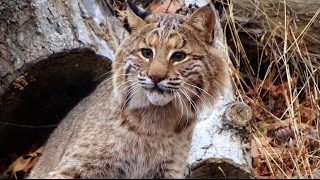 Bobcat Release