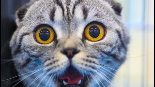 Коты и огурцы! Кот видео. Кот прикол. Огурец видео. Коты и огурцы! Кот видео. Кот прикол. Огурец видео.