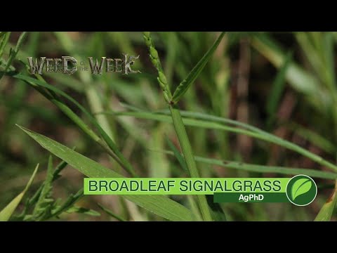 Video: Apa yang Membunuh Signalgrass: Menyingkirkan Tumbuhan Signalgrass