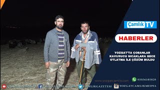 Yozgatta Çobanlar Kavurucu Sıcaklara Gece Otlatma Ile Çözüm Buldu