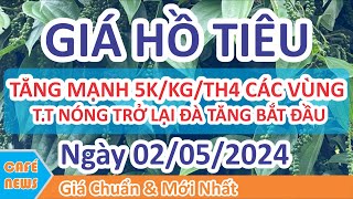 Giá hồ tiêu hôm nay ngày 02/05/2024 | giá tiêu TĂNG MẠNH 5.000Đ/KG TRONG THÁNG 4 THỊ TRƯỜNG NÓNG LẠI