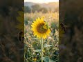 Sunflower Bloom🌻