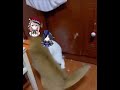 She got tired of her shit fr #genshinompactmeme #genshinimpact