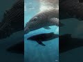 whales #viral #ai #wildlife