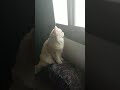 روكي يتأمل  