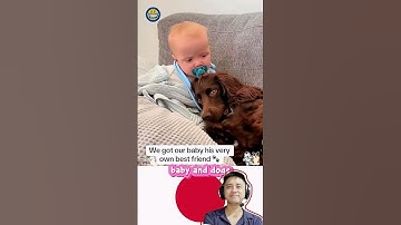 baby and dogs 赤ちゃんと犬#かわいいワンちゃん #love #元気になる動画 #赤ちゃん #赤ちゃん #大型犬のいる生活 #funny #cute #baby #pets #fyp