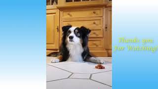 Cute Pets And Funny Animals Compilation #5 - Pets Garden by Pet lovers 1 view 3 years ago 4 minutes, 43 seconds