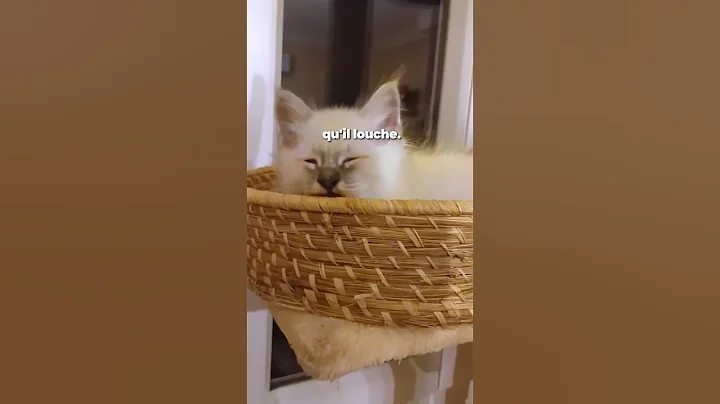 Video 11520401: birman cat