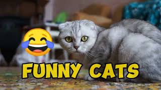 Funny Cats: A Comedy Meowsterpiece by SCHNAUZERS FRIENDS CLUB 1 view 4 months ago 1 minute, 3 seconds
