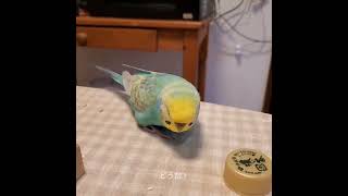 すいちゃん(セキセイインコ)と上の子のリズムバトル⚔