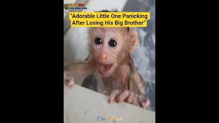 “Adorable Little One Panicking After Losing His Big Brother”#monyetlucu #vidioviral #cute #monkeys
