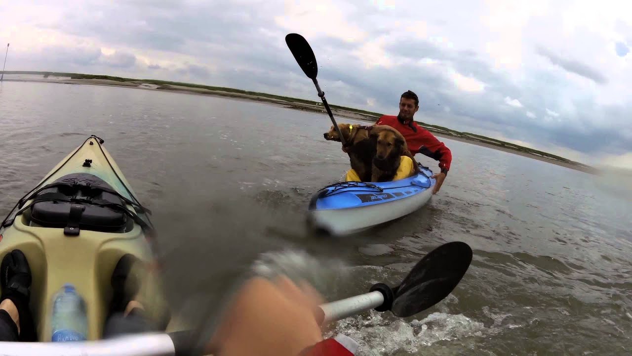 Deux chiens en Kayak en Baie de Somme YouTube
