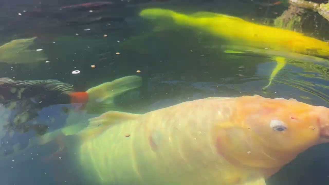 Morning coffee by my koi pond 