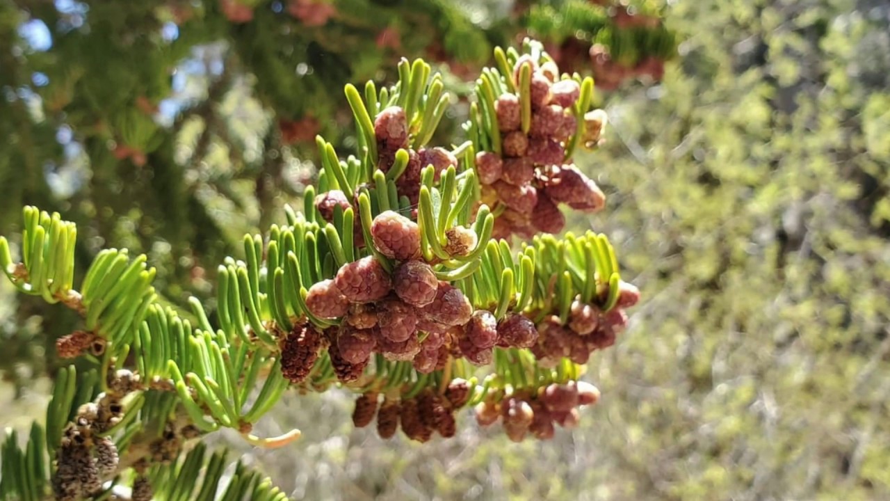 Conifers of Long Valley: White Fir