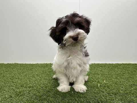 Video van Havanezer Mannelijk Wit en chocolat - PUP-ID 016105052 | Dierenhof Debrabandere