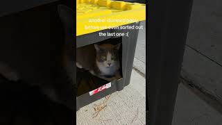 @myferalladyrescue: dumped pets have never been so prevalent #kitty #cat #catlover