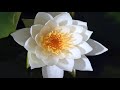 Water lily nymphaea alba flower opening time lapse white water lily 4k