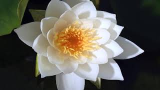 Water lily, nymphaea alba flower opening time lapse. White water lily 4K by Neil Bromhall 6,012 views 2 years ago 38 seconds