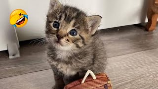 Cuteness Explosion: The Funniest Cat Videos of 2024 Will Melt Your Heart and Make You Laugh! 😻😹 by Yufus 414 views 3 weeks ago 8 minutes, 19 seconds