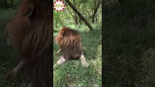 What Is This Monkey Doing