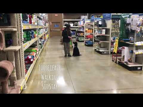 lucy-standard-poodle-puppy-dependable-dog-program-live-well-dog-training-wichita,-ks