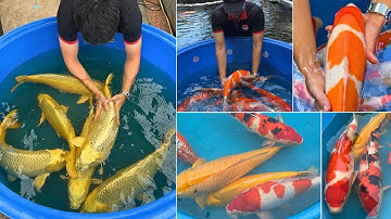 CÁ KOI NHẬT size TO, giá HỢP LÝ đang mở bán tại SIÊU THỊ CÁ KOI NHẬT