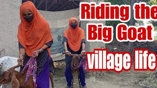 Bade Bakre Ki Sawari Riding The Big Goat Village Vlogs