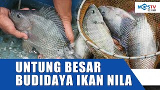POTENSI BESAR BUDIDAYA IKAN NILA LOKAL