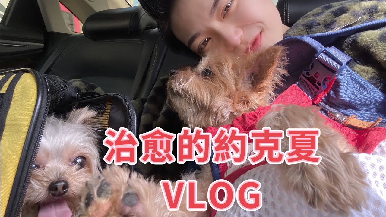 治癒系VLOG| 約克夏簡簡單單的一天|YUMIJAI由美醬 縮圖