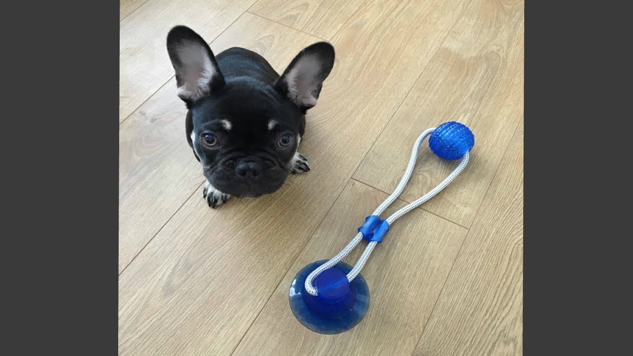 dog chew toy stuck to floor
