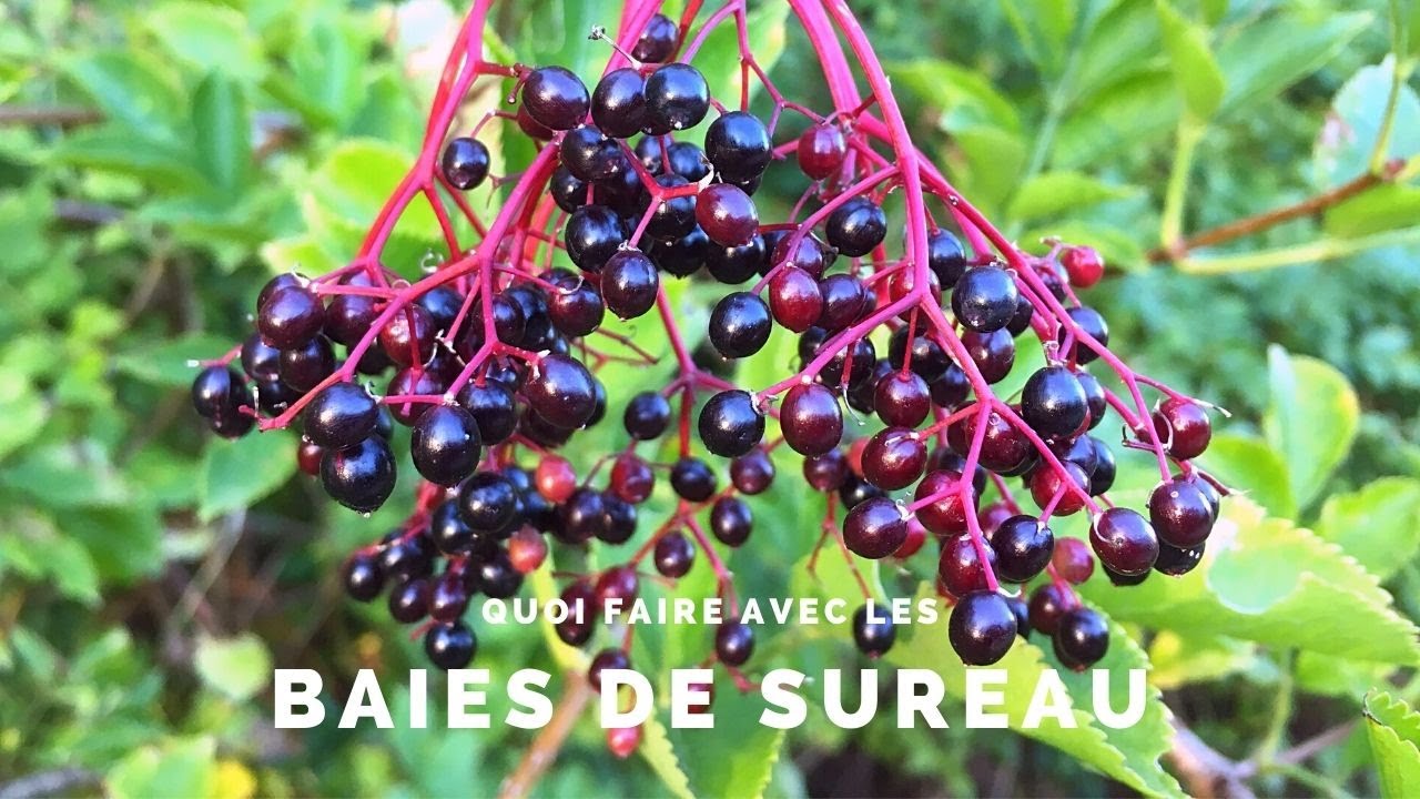 Gelée maison de fleurs de sureau noir - Recette par Les petits