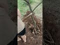 Planting citrus in sunny place