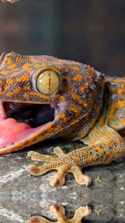 SERAM NAMUN SYAHDU.! | Suara Tokek RAKSASA | Big Gecko Sound #tokekraksasa #gecko #suaratokekgecko