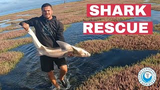 SHARK RESCUE