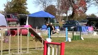 How To Not Trample Your Dog